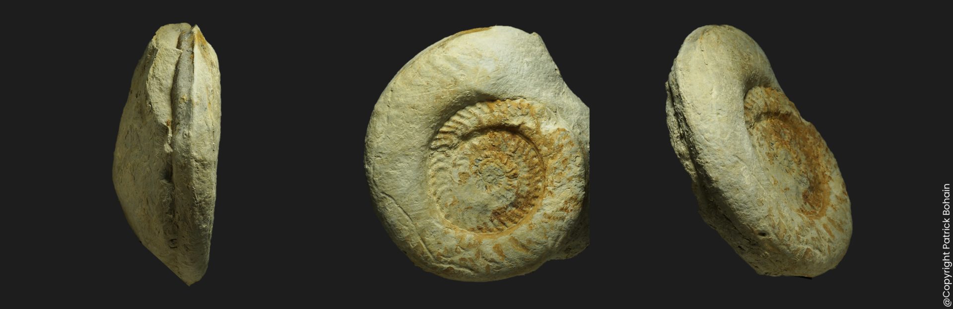 Hildaites proserpentinus Toarcien inférieur Vendée ammonite fossile