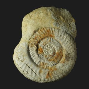 Hildaites proserpentinus Toarcien inférieur Vendée ammonite fossile