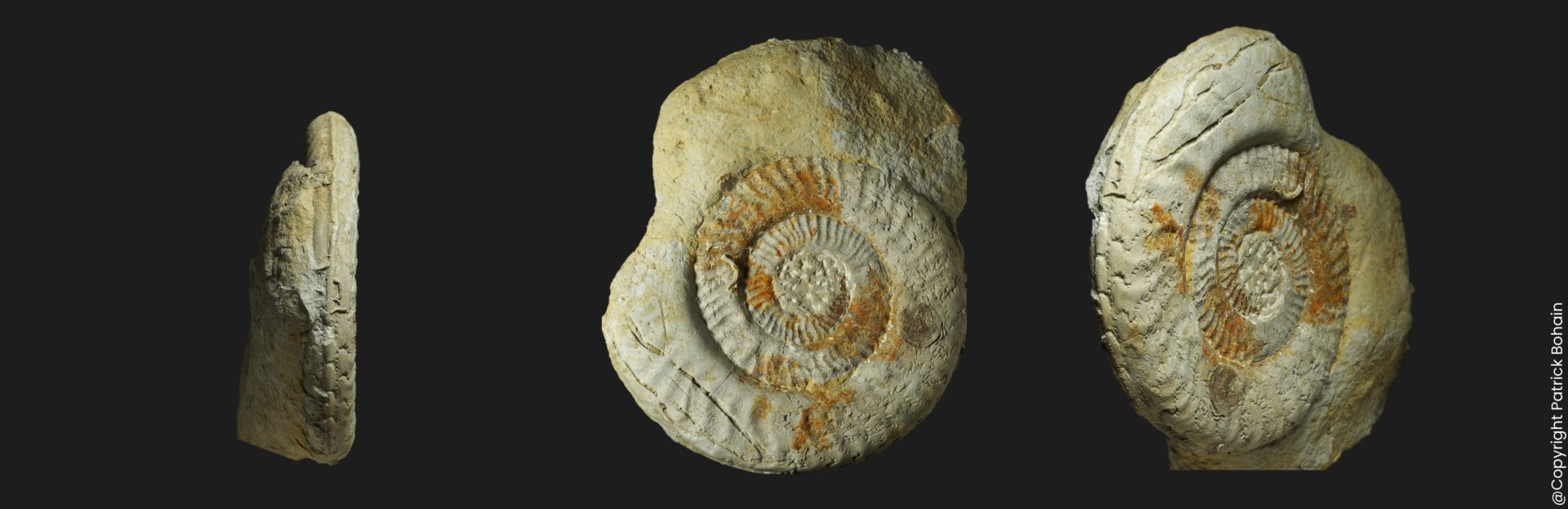 Hildaites proserpentinus Toarcien inférieur Vendée ammonite fossile