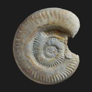 Hildaites subserpentinus Toarcien inférieur ammonite fossile