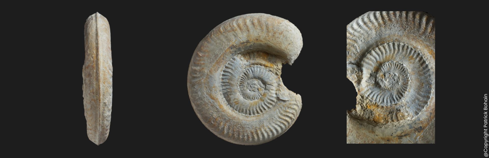 Hildaites subserpentinus Toarcien inférieur ammonite fossile