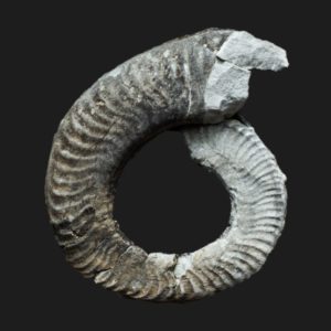 Hildaites wrighti Toarcien inférieur ammonite fossile