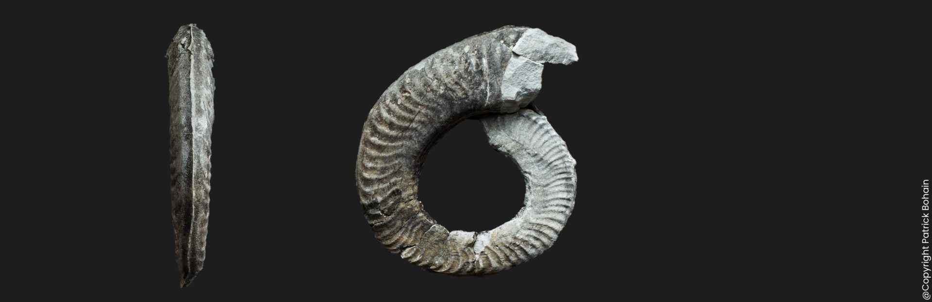 Hildaites wrighti Toarcien inférieur ammonite fossile