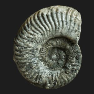 Hildaites wrighti Toarcien inférieur Vendée