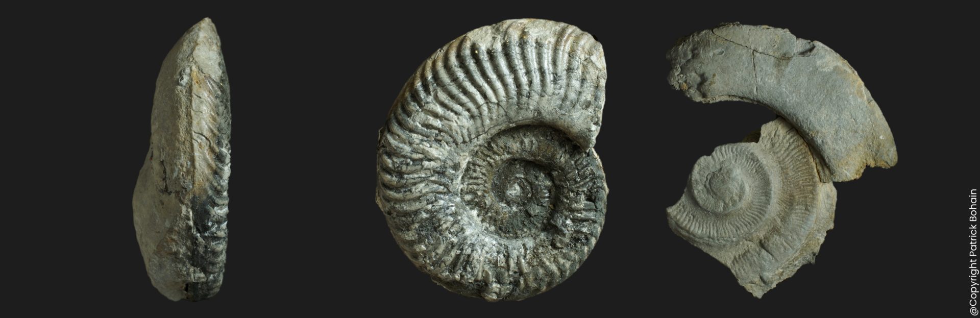 Hildaites wrighti Toarcien inférieur Vendée