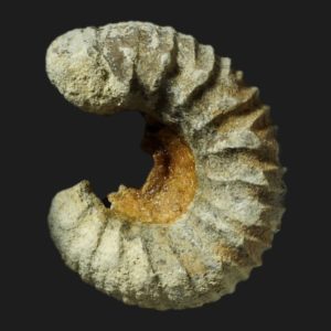 Kedonoceras aff compactum Toarcien inférieur Vendée ammonite fossile