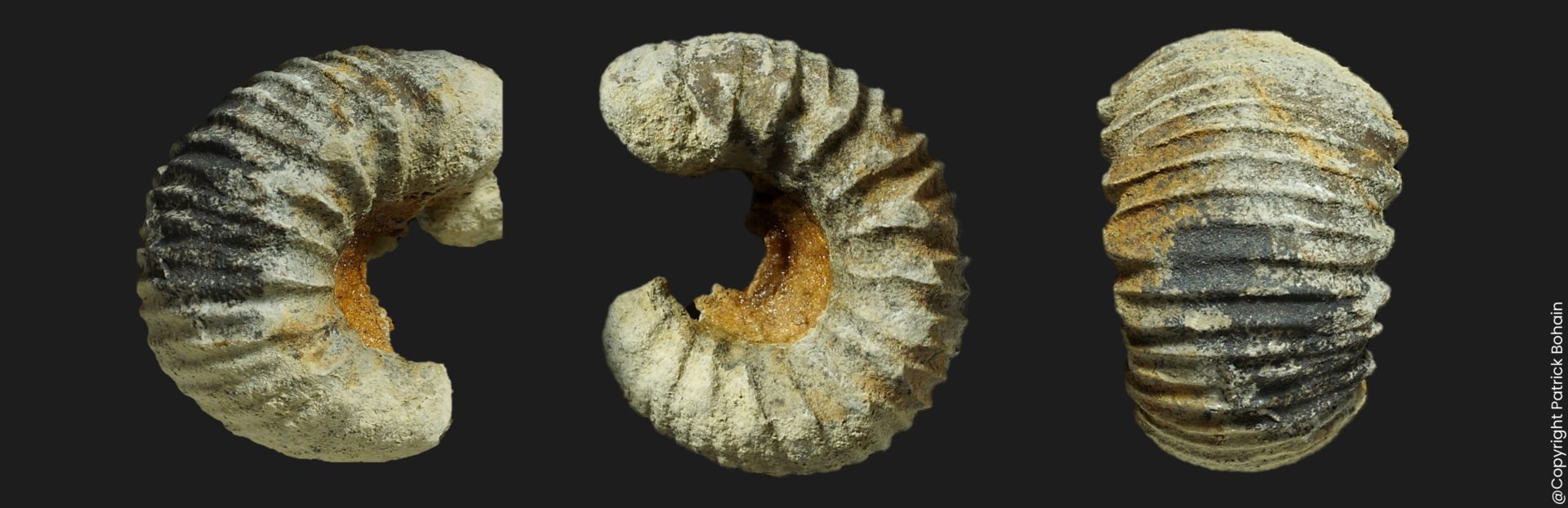 Kedonoceras aff compactum Toarcien inférieur Vendée ammonite fossile