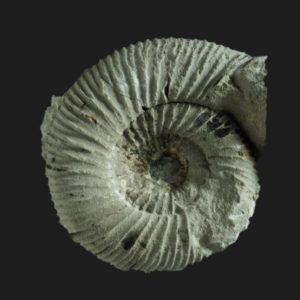 Kedonoceras crassulosum juvenile Toarcien inférieur Vendée ammonite fossile