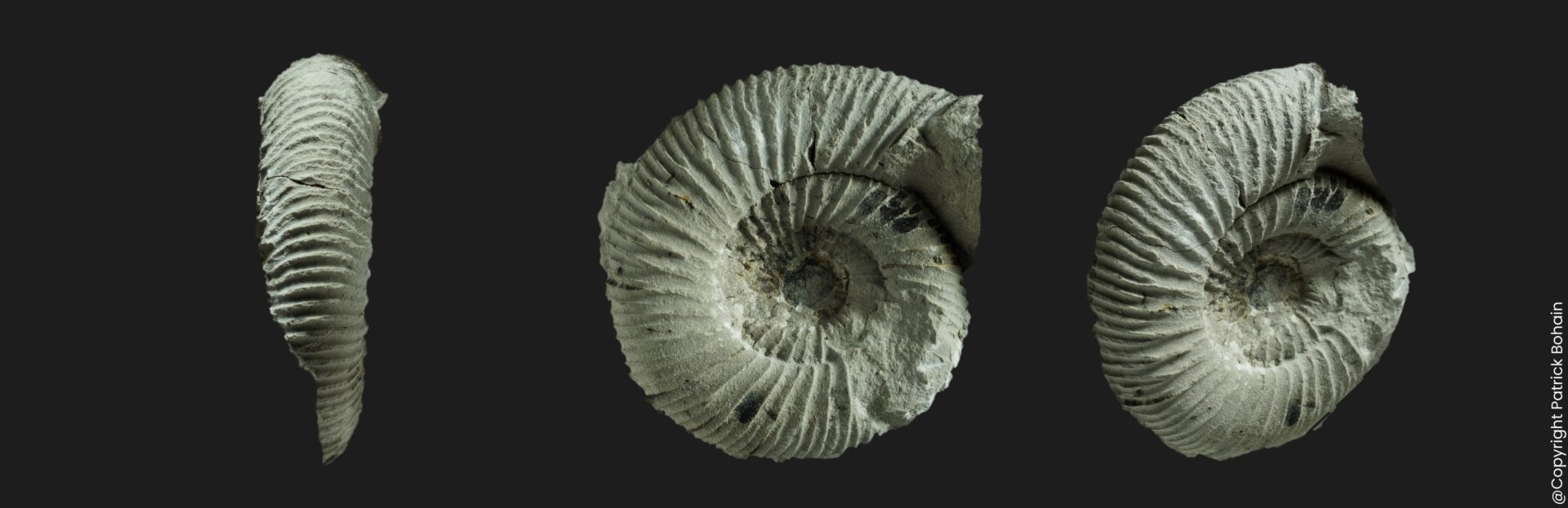 Kedonoceras crassulosum juvenile Toarcien inférieur Vendée ammonite fossile