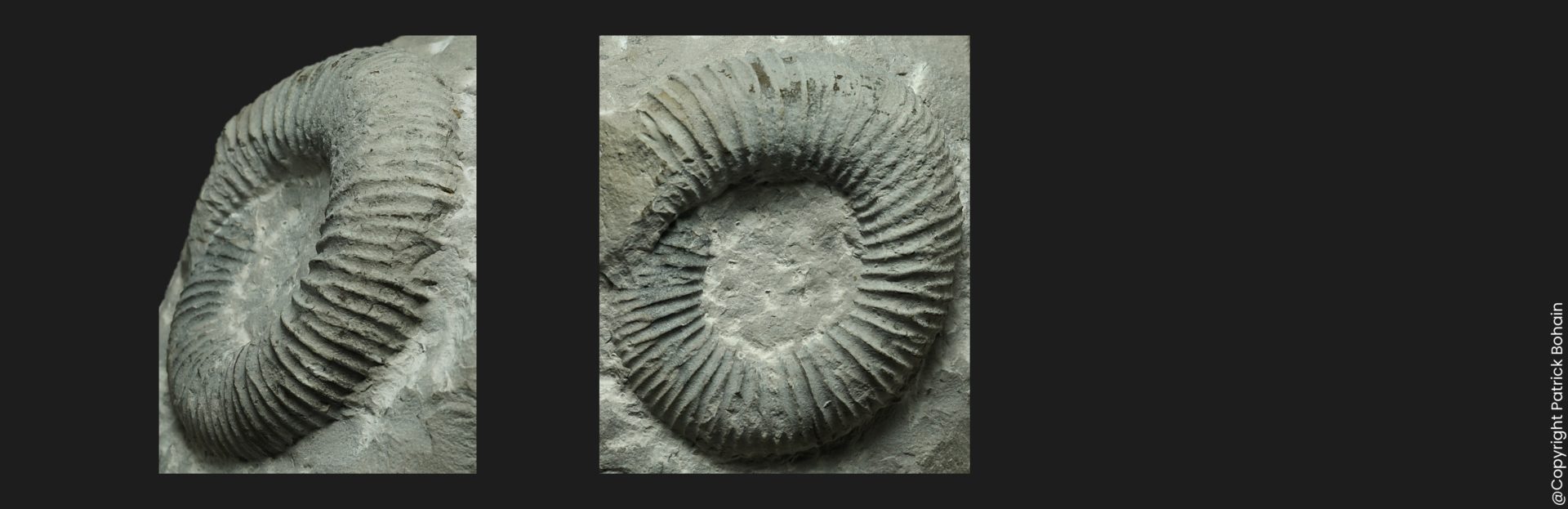 Kedonoceras noviomagense Toarcien inférieur Vendée ammonite fossile