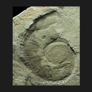 Toarcien inférieur Lytoceras siemensi ammonite fossile