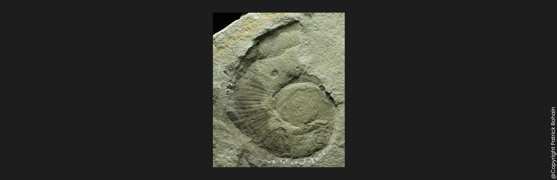 Toarcien inférieur Lytoceras siemensi ammonite fossile