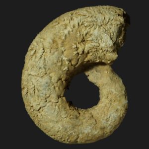 Lytoceras verpillierense Toarcien ammonite fossile