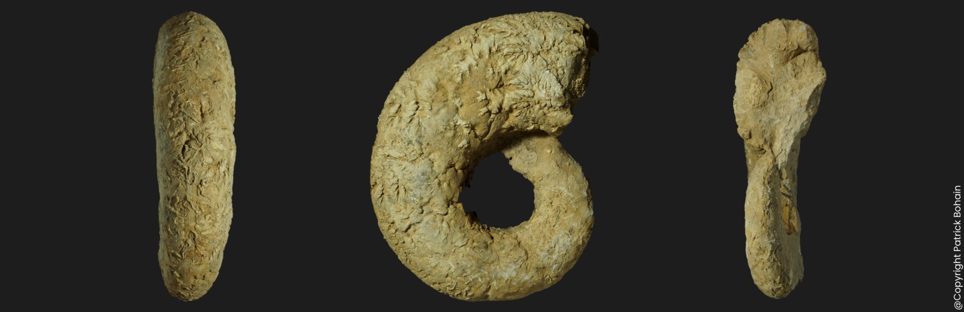 Lytoceras verpillierense Toarcien ammonite fossile