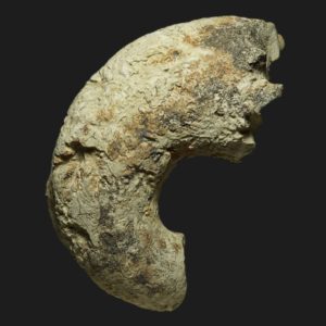 Lytoceras verpillierense Toarcien inférieur ammonite fossile