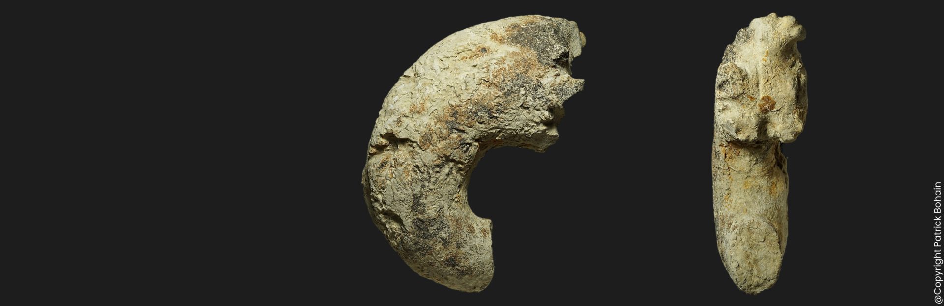 Lytoceras verpillierense Toarcien inférieur ammonite fossile