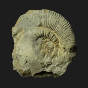 Mesodactylites merlai Toarcien inférieur Vendée ammonite fossile