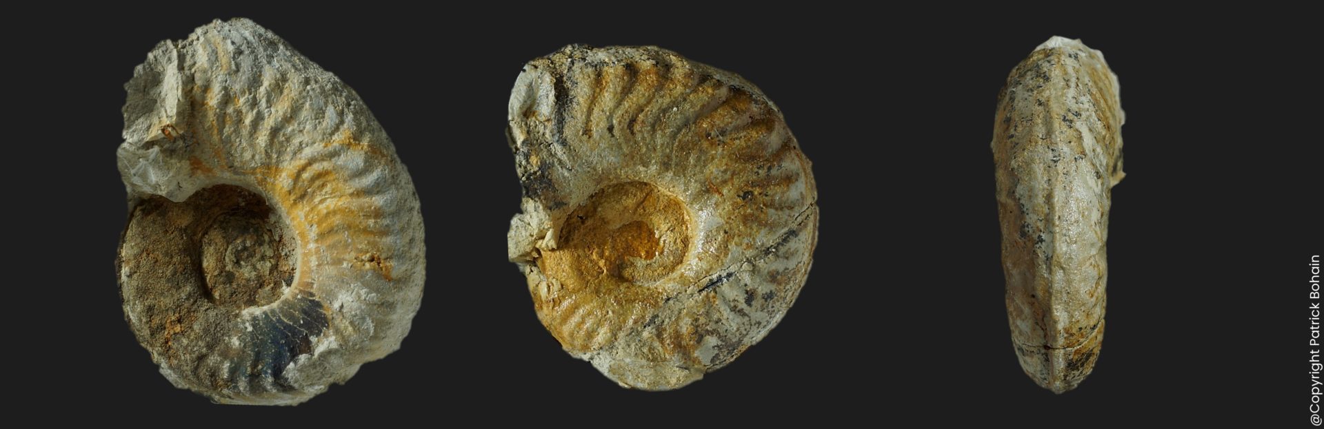 Neolioceratoides hoffmanni Toarcien inférieur ammonite fossile