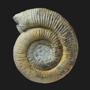 Nodicoeloceras breuilensis holotype Toarcien inférieur Vendée ammonite fossile