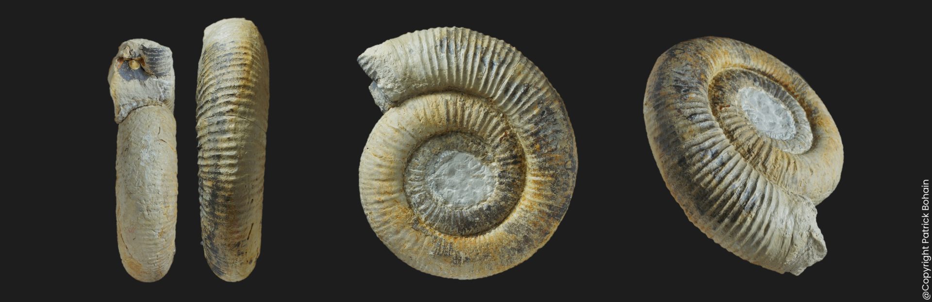 Nodicoeloceras breuilensis holotype Toarcien inférieur Vendée ammonite fossile