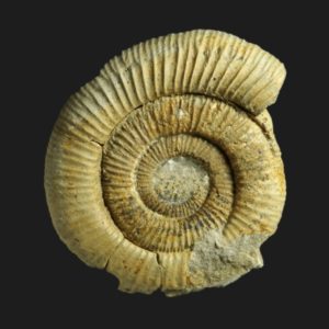 Nodicoeloceras breuilensis paratype Toarcien inférieur Vendée ammonite fossile
