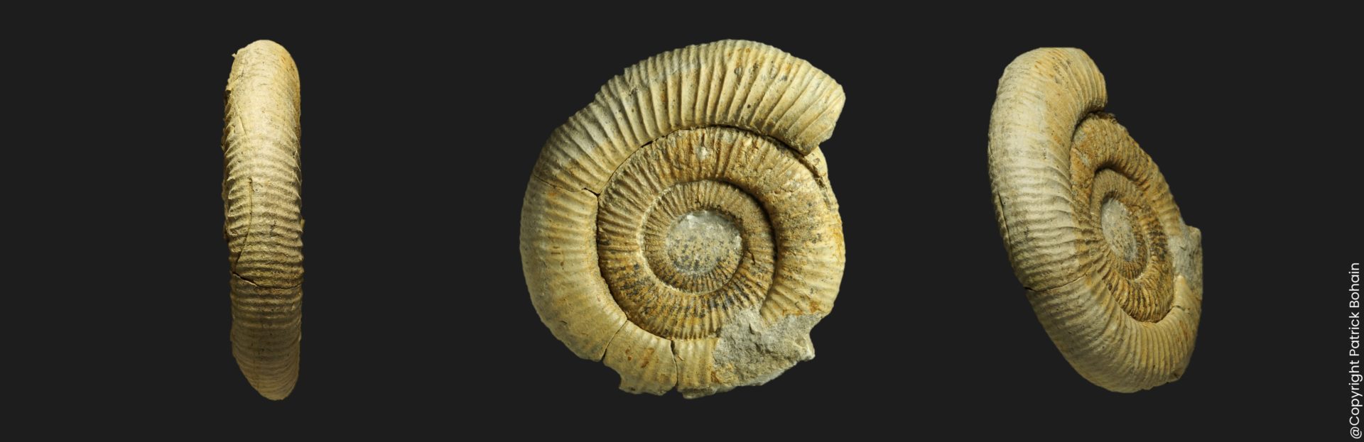 Nodicoeloceras breuilensis paratype Toarcien inférieur Vendée ammonite fossile