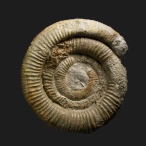 Nodicoeloceras circulare nov. sp. Toarcien inférieur Vendée ammonite fossile