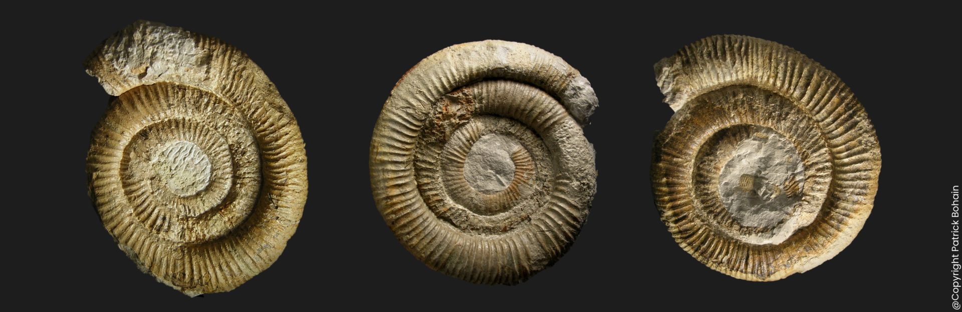 Nodicoeloceras circulare nov. sp. Toarcien inférieur Vendée ammonite fossile