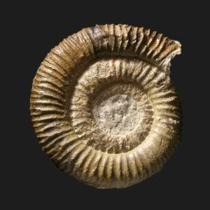 Nodicoeloceras crassescens Toarcien inférieur Vendée ammonite fossile complet