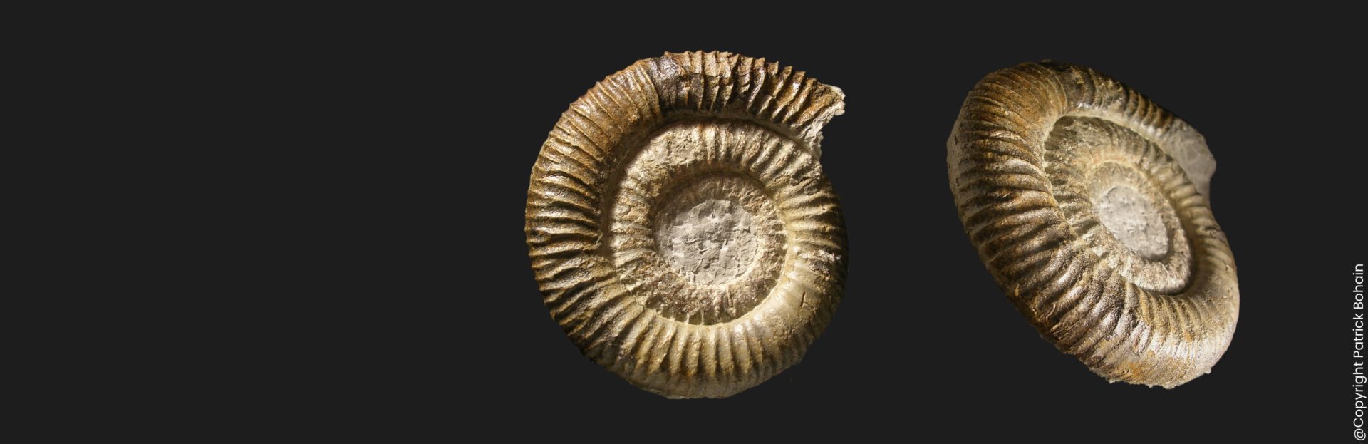 Nodicoeloceras crassescens Toarcien inférieur Vendée ammonite fossile complet