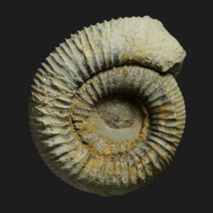 Nodicoeloceras crassoides Toarcien inférieur Vendée ammonite fossile
