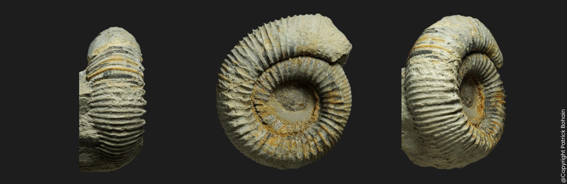 Nodicoeloceras crassoides Toarcien inférieur Vendée ammonite fossile