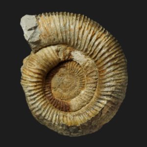 Nodicoeloceras crassoides LQ3 Toarcien inférieur Vendée ammonite fossile