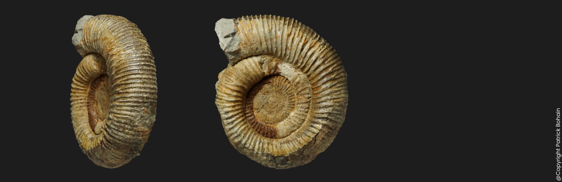 Nodicoeloceras crassoides LQ3 Toarcien inférieur Vendée ammonite fossile
