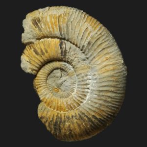 Nodicoeloceras crassoides (groupe) Toarcien inférieur Vendée ammonite fossile