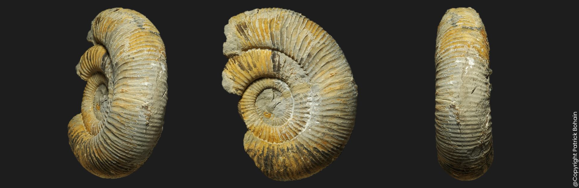 Nodicoeloceras crassoides (groupe) Toarcien inférieur Vendée ammonite fossile