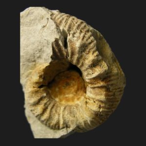 Nodicoeloceras spicatum Toarcien inférieur Vendée ammonite fossile