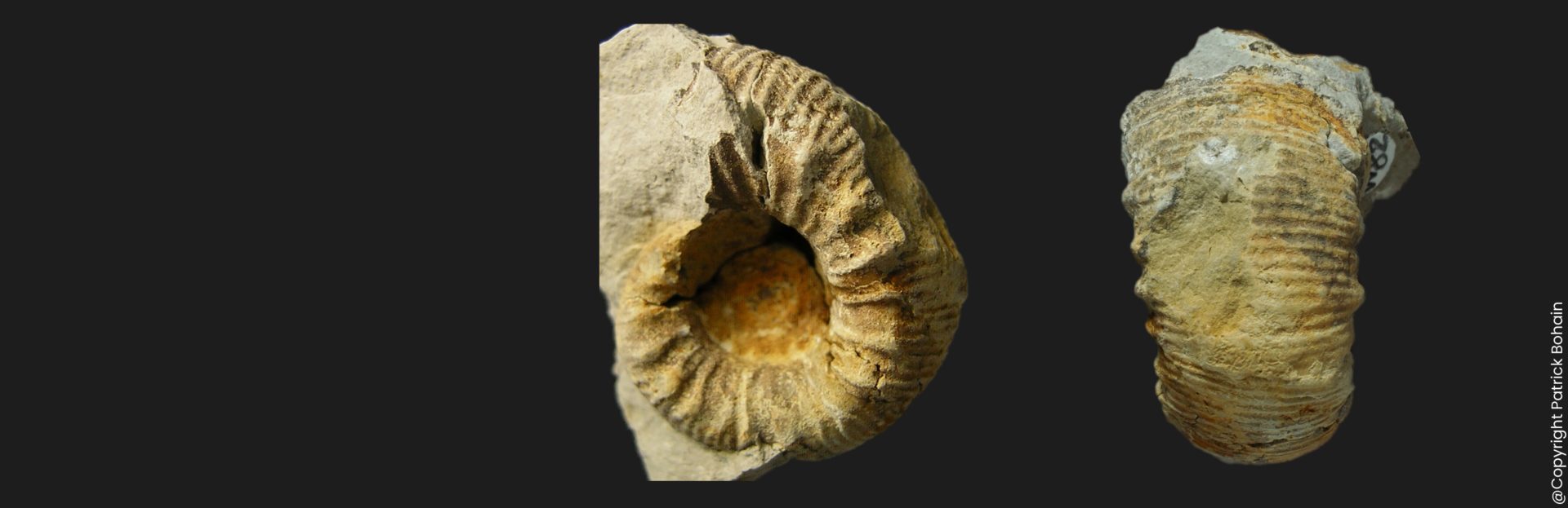Nodicoeloceras spicatum Toarcien inférieur Vendée ammonite fossile