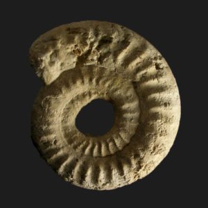 Orthildaites douvillei Toarcien inférieur Vendée ammonite fossile