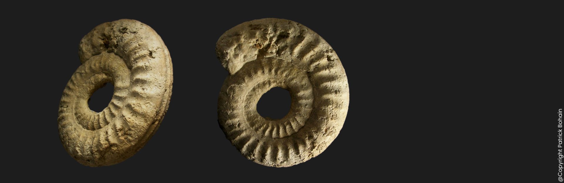 Orthildaites douvillei Toarcien inférieur Vendée ammonite fossile