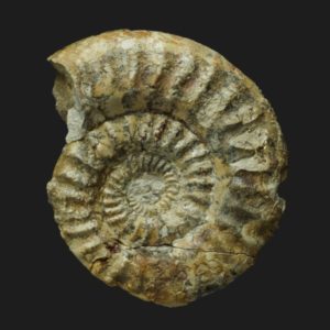Orthildaites orthus Toarcien inférieur Vendée ammonite fossile