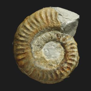 Orthildaites orthus transient Hildoceras sublevisoni Toarcien inférieur Vendée ammonite fossile