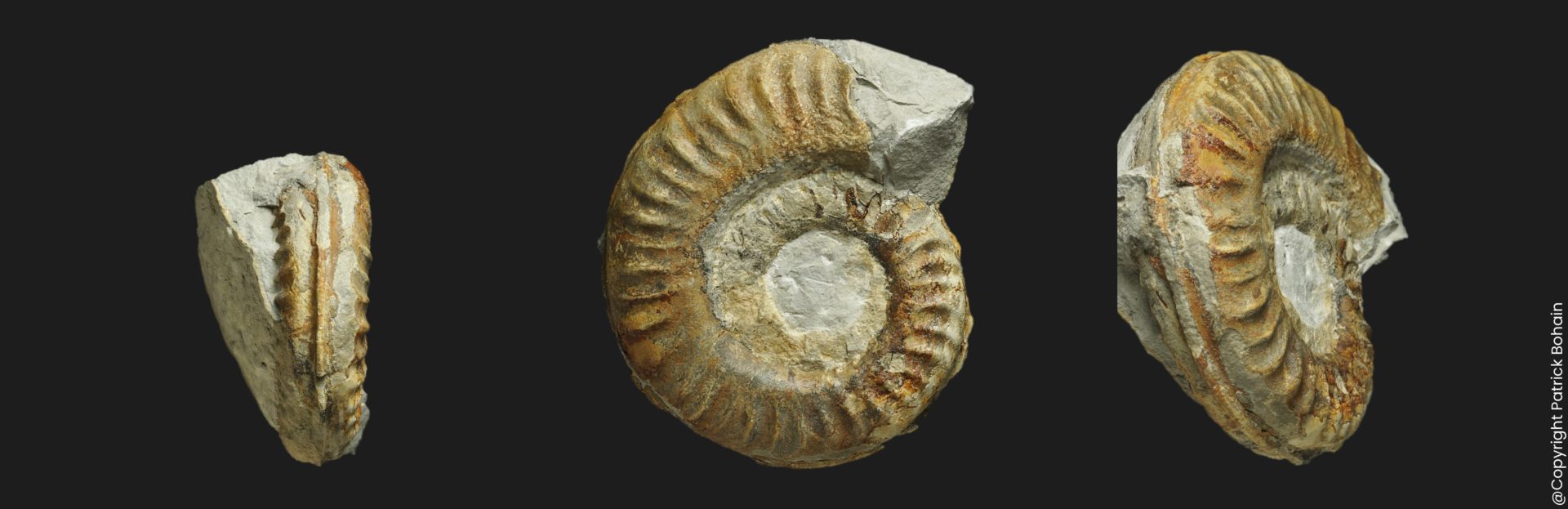 Orthildaites orthus transient Hildoceras sublevisoni Toarcien inférieur Vendée ammonite fossile