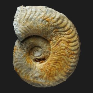 Ovaticeras ovatum Toarcien inférieur ammonite fossile