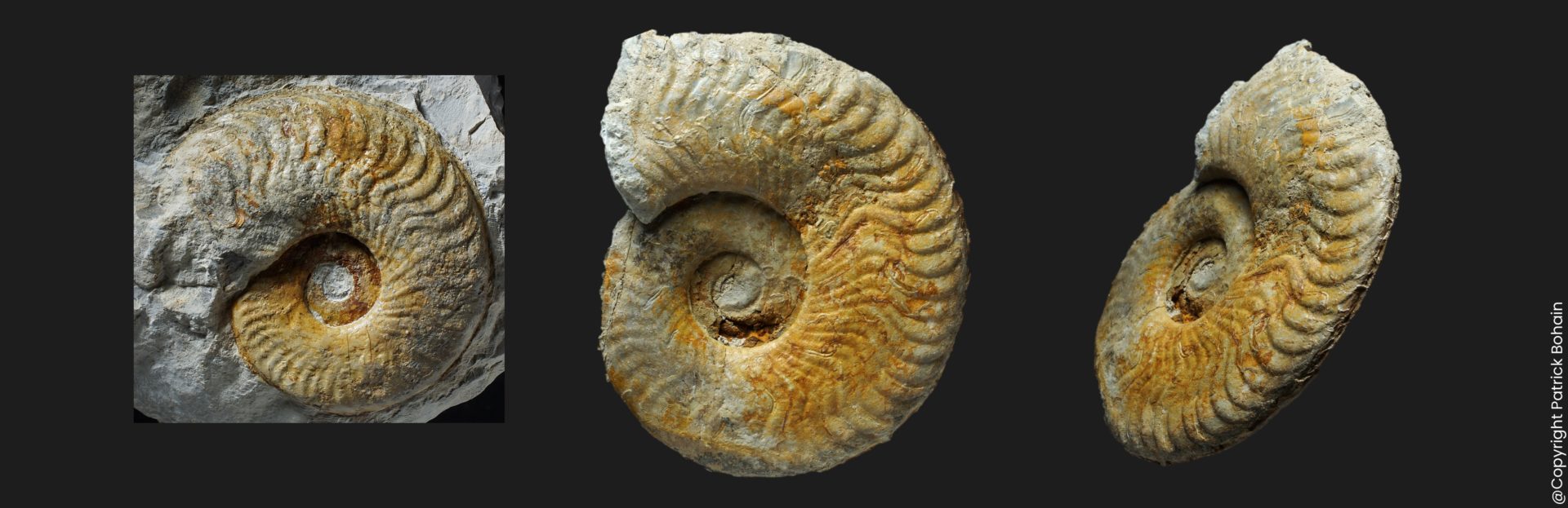 Ovaticeras ovatum Toarcien inférieur ammonite fossile