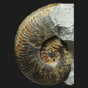 Ovaticeras aff. ovatum HW9 Toarcien inférieur ammonite fossile