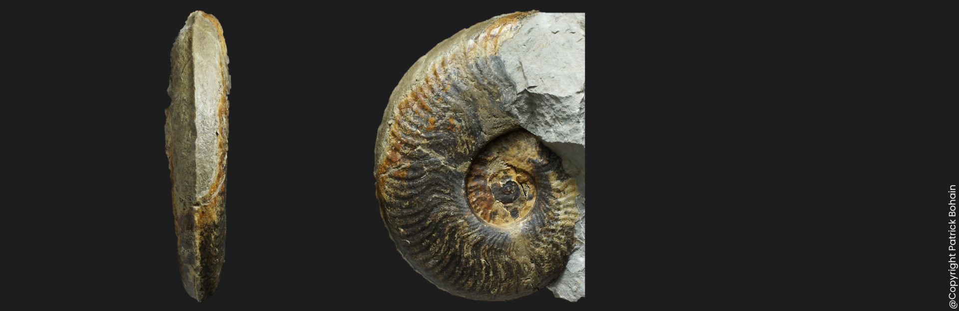 Ovaticeras aff. ovatum HW9 Toarcien inférieur ammonite fossile