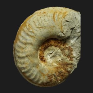 Ovaticeras ovatum microconque Toarcien inférieur Vendée ammonite fossile