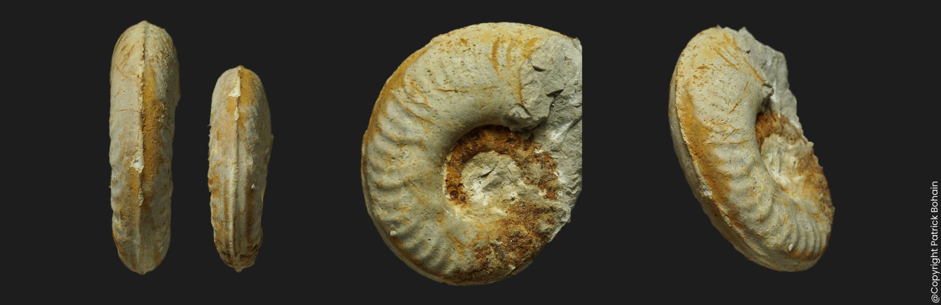 Ovaticeras ovatum microconque Toarcien inférieur Vendée ammonite fossile