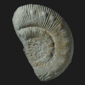 Peronoceras desplacei Toarcien inférieur ammonite fossile